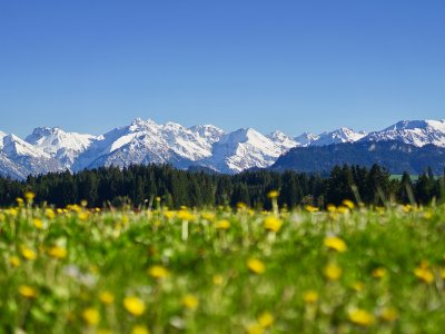 Löwenzahnwiese in Ofterschwang