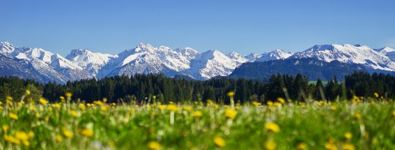 Löwenzahnwiese in Ofterschwang