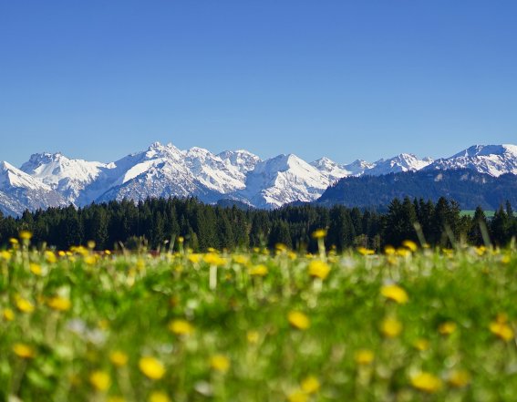 Löwenzahnwiese in Ofterschwang