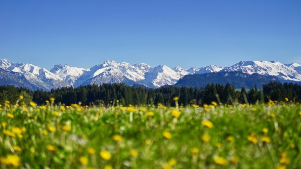 Löwenzahnwiese in Ofterschwang