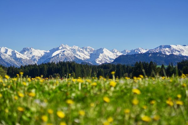 Löwenzahnwiese in Ofterschwang