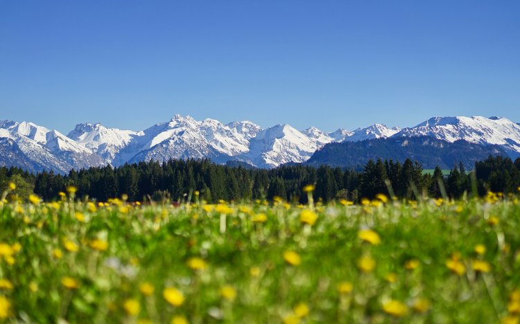 Löwenzahnwiese in Ofterschwang