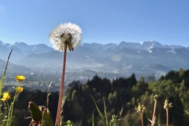 Pusteblume Löwenzahn, auch bekannt als