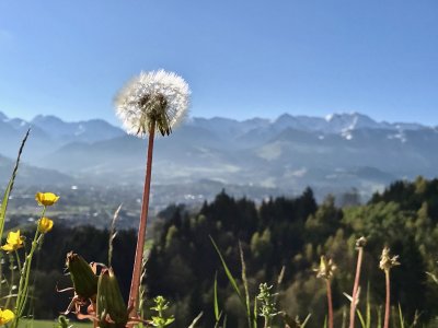 Löwenzahn, auch bekannt als 