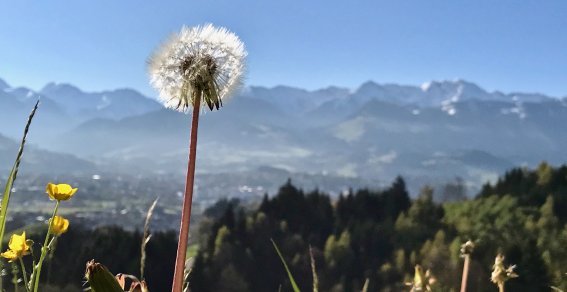 Pusteblume