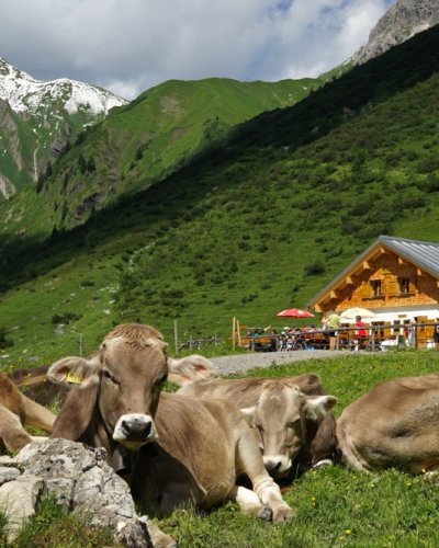 Kühe auf der Käseralpe