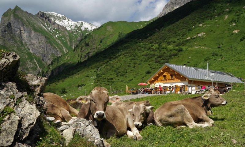 Kühe auf der Käseralpe