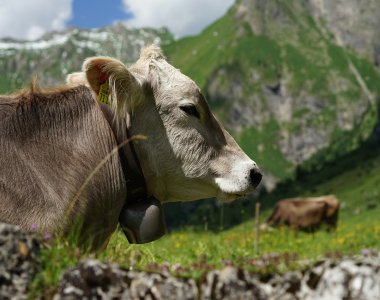 Kuh auf der Käseralpe