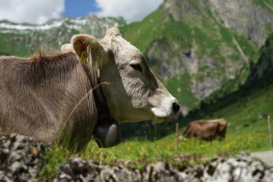 Kuh auf der Käseralpe