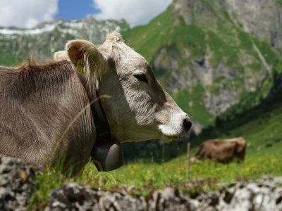 Kuh auf der Käseralpe