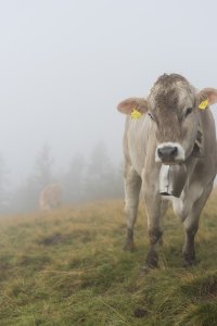 Kuh im Nebel