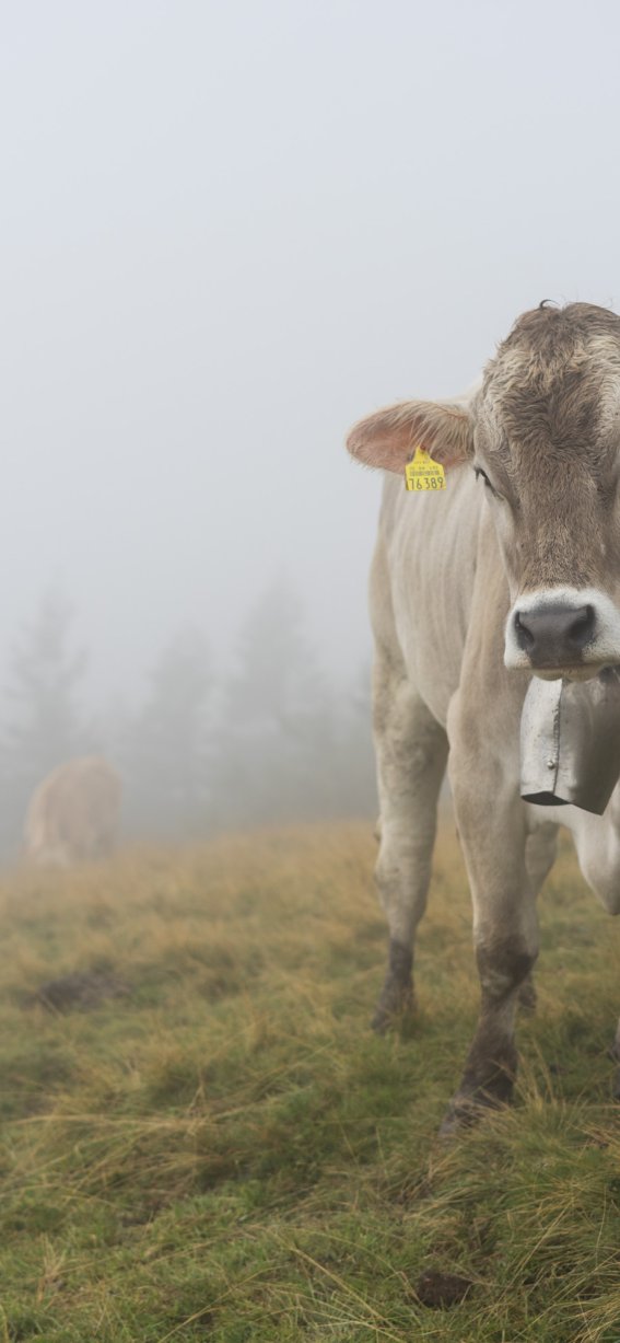 Kuh im Nebel