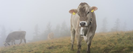 Kuh im Nebel