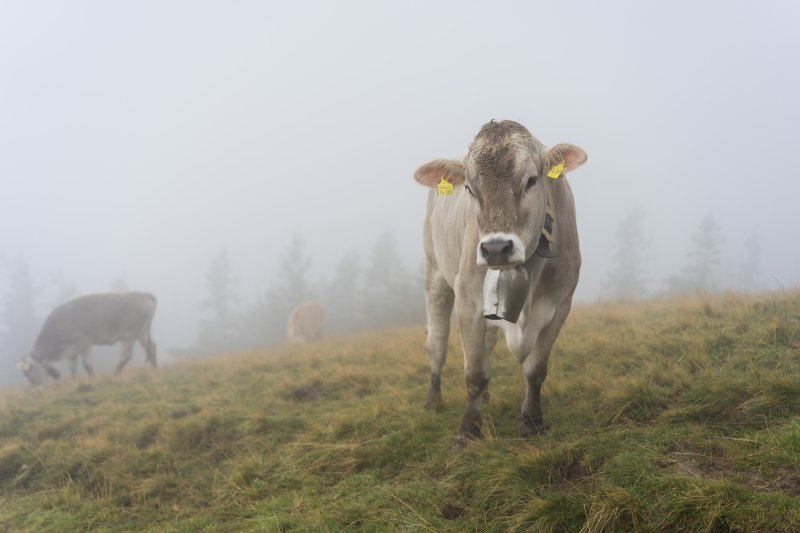 Kuh im Nebel