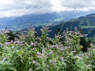 2017-08-20 Steineberg-013-3000