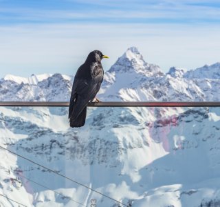 Nebelhorn, Alpendohle
