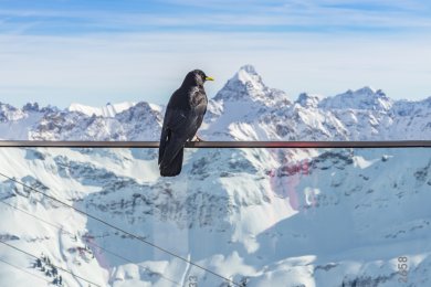 Nebelhorn, Alpendohle