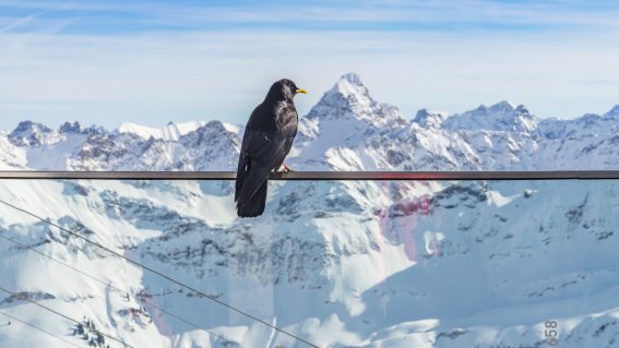 Nebelhorn, Alpendohle