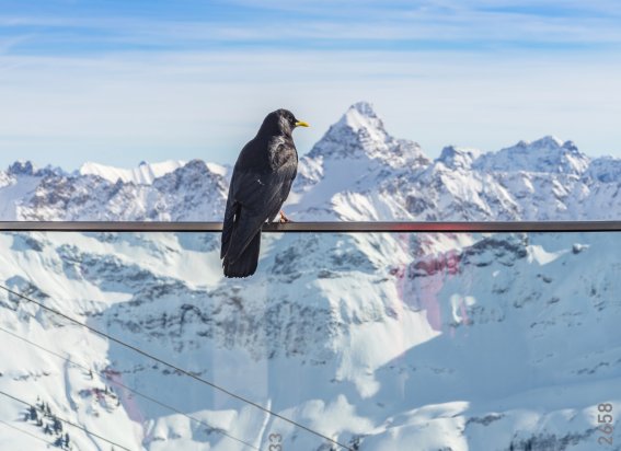 Nebelhorn, Alpendohle