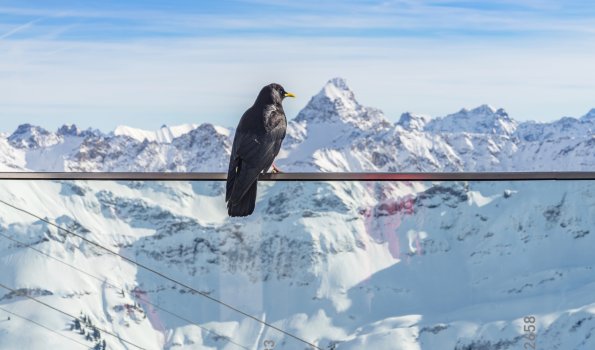 Nebelhorn, Alpendohle