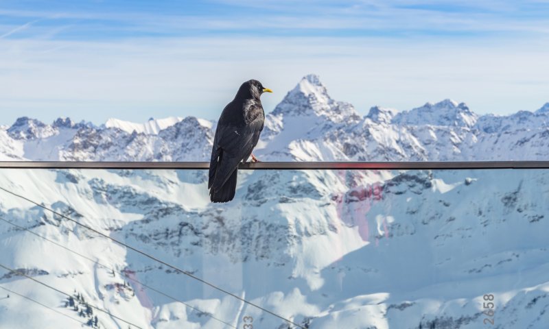 Nebelhorn, Alpendohle
