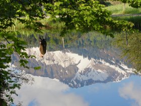 Moorweiher-Spiegelung
