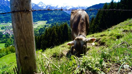 Allgäuer Bergwelt