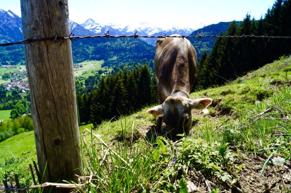 Allgäuer Bergwelt