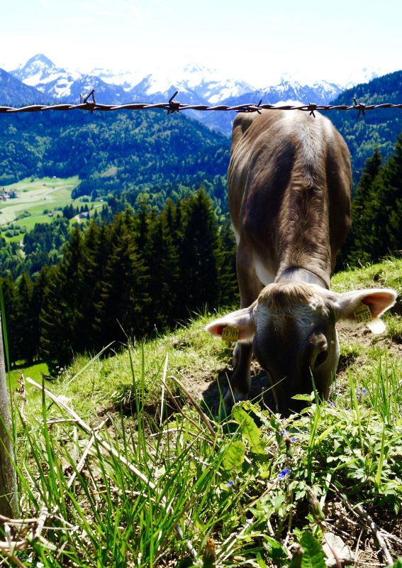 Allgäuer Bergwelt