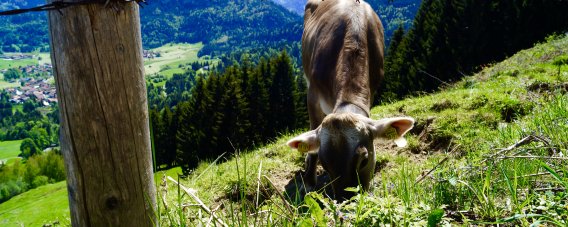 Allgäuer Bergwelt