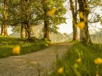 Sommerabend am Moorweiher