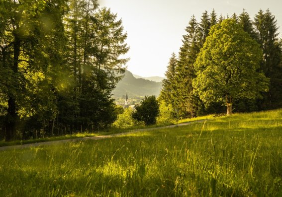 Sommerabend am Moorweiher