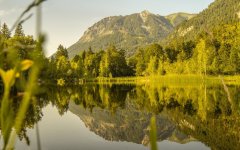 Sommerabend am Moorweiher