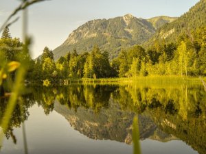 Sommerabend am Moorweiher