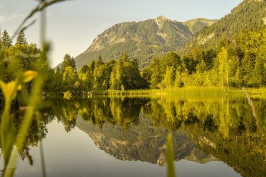 Sommerabend am Moorweiher