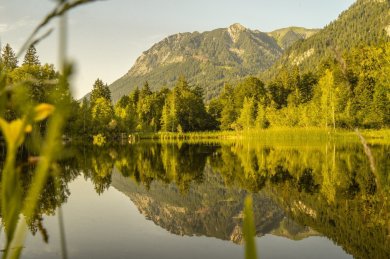 Sommerabend am Moorweiher