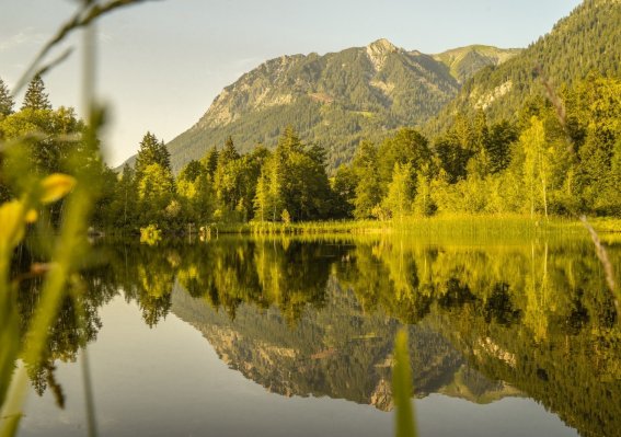 Sommerabend am Moorweiher