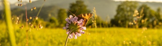 Sommerabend am Moorweiher