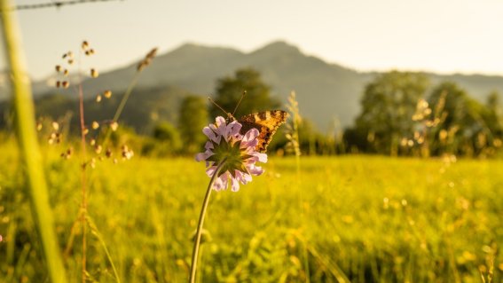 Sommerabend am Moorweiher