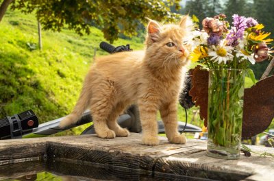 Traufbachtal im Sommer
