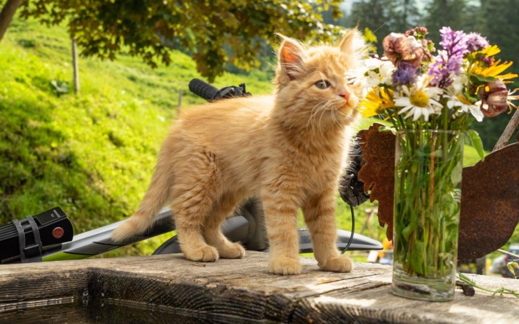 Traufbachtal im Sommer