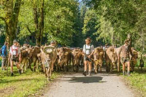 Oberstdorfer Viehscheid 13.09-019