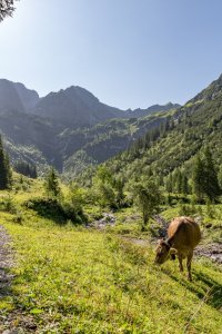 Romantisches Wildental