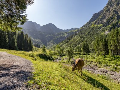 Romantisches Wildental