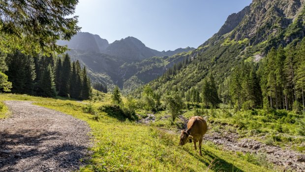 Romantisches Wildental