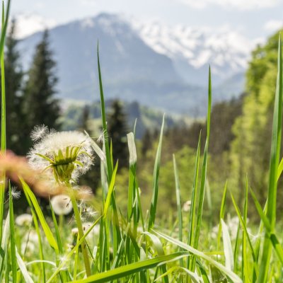 Wonnemonat Mai in Oberstdorf
