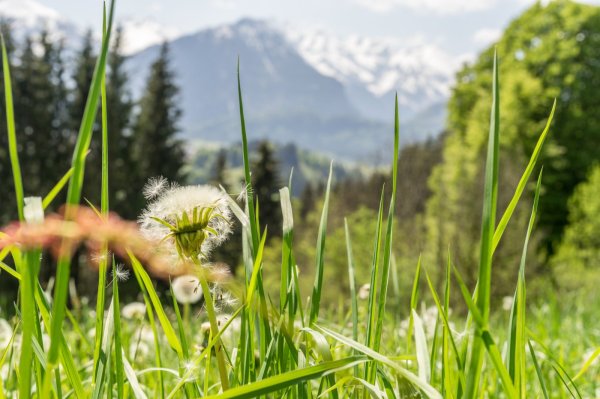 Wonnemonat Mai in Oberstdorf