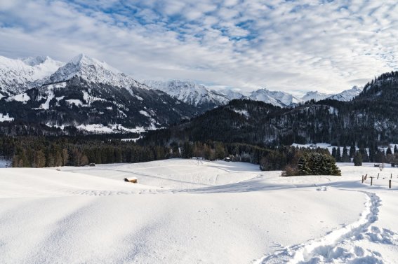 Winter Wonderland
