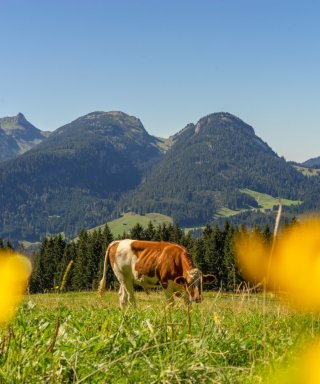 Panoramaweg Söllereck Riezlern