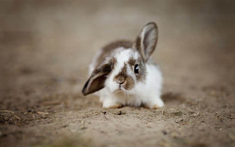 Rabbits-4890861 1280